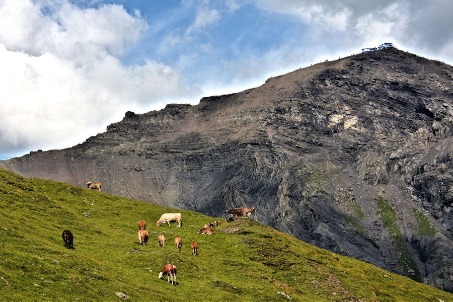 THE BERNESE OBERLAND - Piz Gloria revolving restaurant atop Schilthorn 600m above heedless cows.