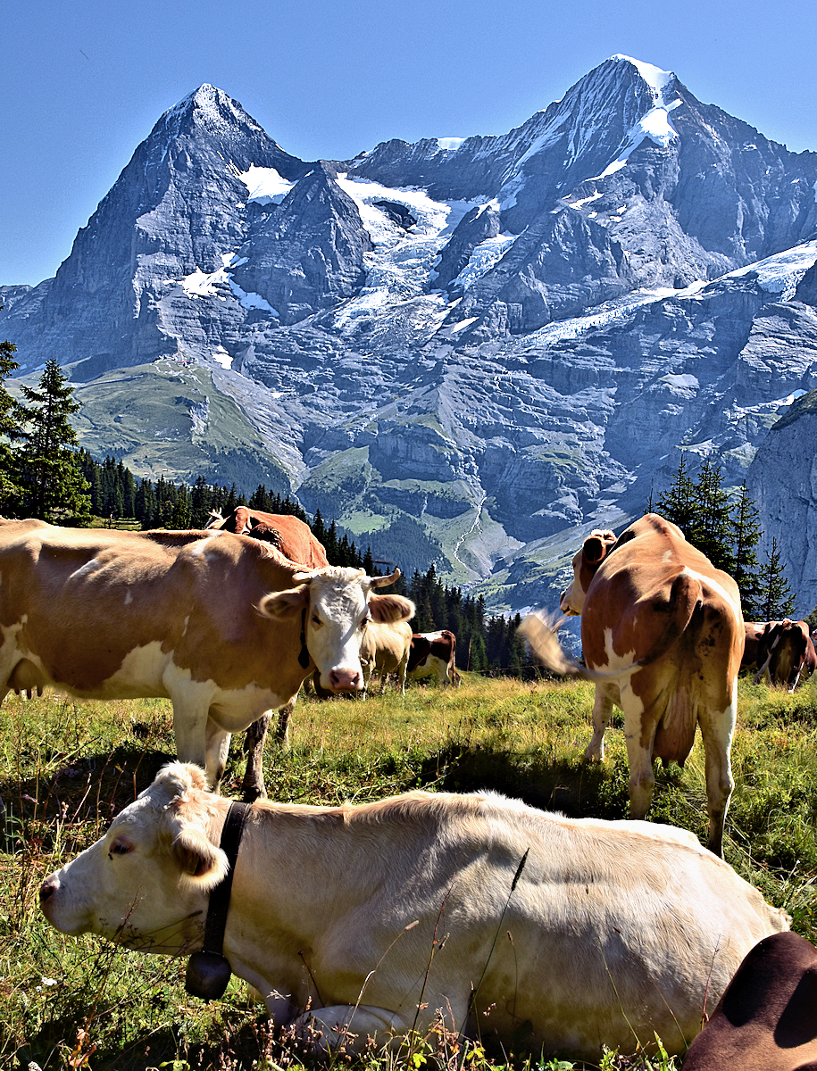 In the Heart of Switzerland — the Bernese Alps are the quintessential Cheese Alps.