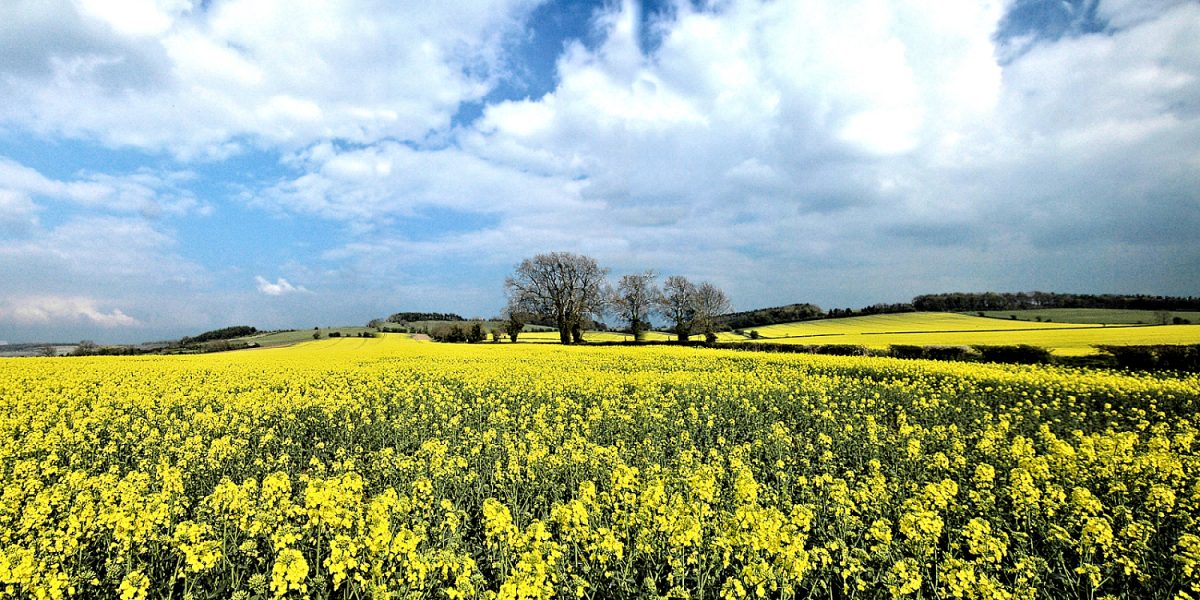 England's Rapeseed Fields produce vegetable oil and bio-diesel fuel. Photo copyright Home At First.