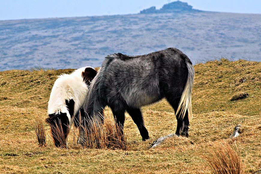 Devon: wild Dartmoor ponies. Photo copyright Home At First.