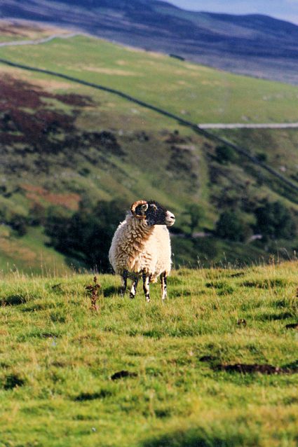 Yorkshire Dales: Wensleydale black faced sheep. Photo copyright Home At First.