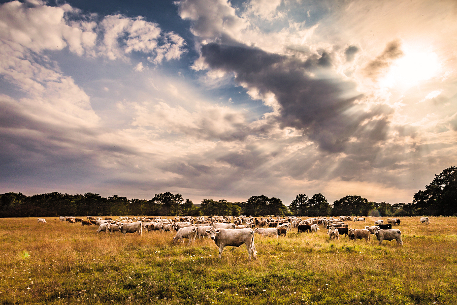 Skåne: Cattle farming. Photo 6113 Credit: Per Pixel Petersson/imagebank.sweden.se