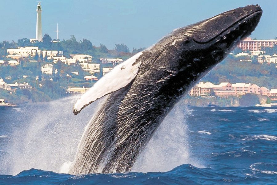 Bermuda: whale watching. Bermuda Tourism Authority photo.