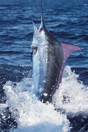 Big Game Fishing. Bermuda Tourism Authority photo.