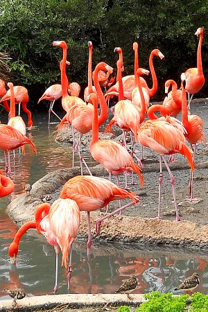 Flamingos at the Zoo. Photo © Home At First.