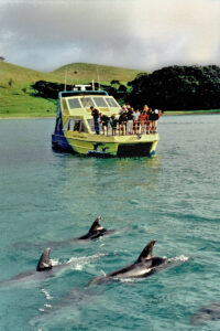 Northland: Dolphin sighting on the Bay of Islands. Photo © Home At First.