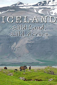 ICELAND - Wild Land Wild Horses. J. Mraz Photo © Home At First.