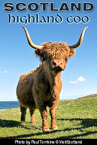 A Highland Cow Near Port Ellen on the Isle of Islay in the Inner Hebrides. Photo by Paul Tomkins © VisitScotland.
