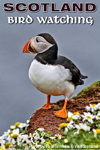 Puffin at Sumburgh Head, Shetland Islands. They're really this cute. Photo by Paul Tomkins © VisitScotland.