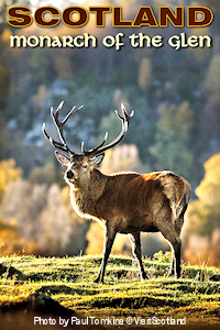 Red Deer in the Northern Highlands are sized more like North American elk than white tailed deer. Photo by Paul Tomkins © VisitScotland.