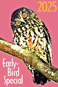 Early-Birds Get More for Less!