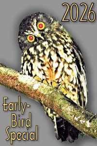 2026 Early-Bird grey! Image © Home At First.
